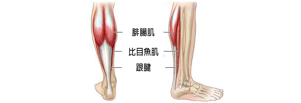 如何瘦小腿